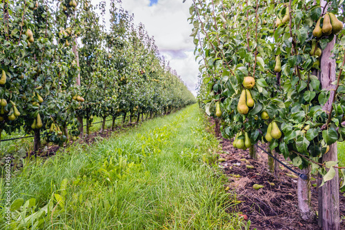 Cuadros en Lienzo Ripening Conference pears in a modern Dutch orchard with espaliers