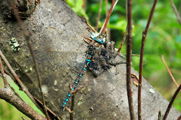 Wall Mural - big dragonfly sitting on a tree