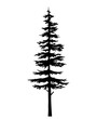 Conifer fir tree black silhouette. Tree pine silhouette, vector isolated silhouette of a coniferous tree. Can be used in design, illustration, tattoo.
