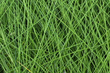 The texture of the wet tall grass.