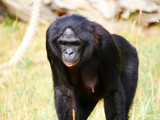 Fototapeta Zwierzęta - Bonobo