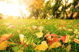 Fototapeta Koty - Fall leaves on meadow in autumn