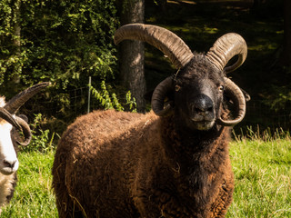 funny goat on a farm looking cute