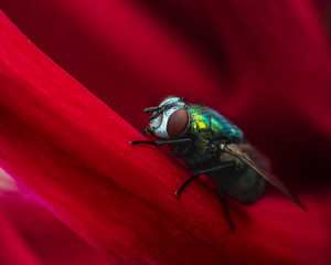 red macro fly