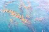 Plants under the water.