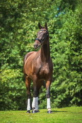 Wall Mural - Beautiful bay show horse