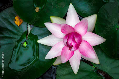 Zdjęcie XXL lilia wodna w kształcie różowej i białej gwiazdy