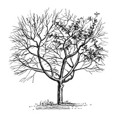 Wall Mural - ink sketch of dry tree.