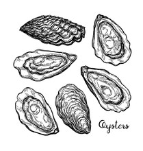 Oysters Ink Sketch.