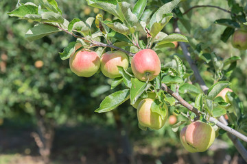 Close up of red and yellow apples on tree branch in orchard