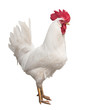 One white rooster isolated