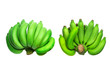 Bananas with white space to put the text.,isolated