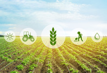 Icons And Field On Background. Concept Of Smart Agriculture And Modern Technology
