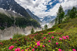 © schame87 - Alpenrosen vor Mer de Glace Gletscher bei Montenvers, Chamonix