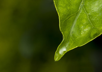 Water dew on a green leaf in the wild