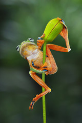 Wall Mural - Tree frog on branch