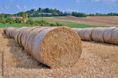 Fotografie, Obraz due fila di balle di paglia allineate su un campo