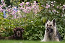 Chocolate Labrador And German Shepherd Dogs. Black And Cream Long-haired Alsatian And Lab In Front Of English Cottage Garden Flowers