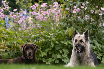 Chocolate labrador and German shepherd dogs. Black and cream long-haired Alsatian and lab in front of English cottage garden flowers