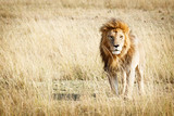 Fototapeta Sawanna - Lion in Kenya Africa With Copy Space