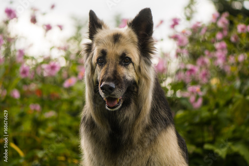 Black And Cream Long Haired German Shepherd Dog Attractive Twelve