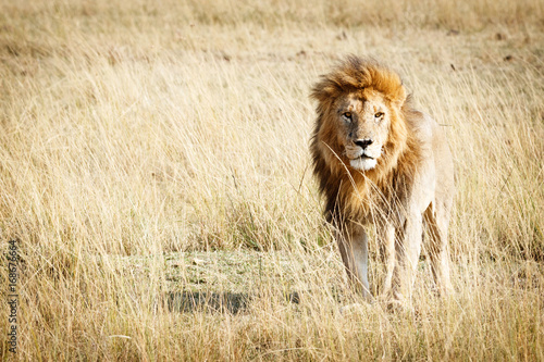 Fotografía  Lion in Kenya Africa With Copy Space