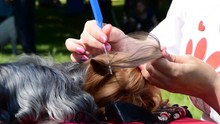 Too Cute, Beautiful Yorkshire Terrier Dog, Grooming Before The Dog Show