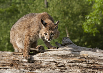 bobcat on log
