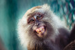 One monkey smiling