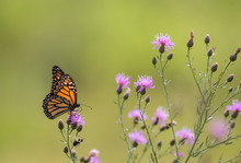 Monarch Butterfly (Danaus Plexippus) Feeds On Small Purple Knapweed Flowers In The Meadow