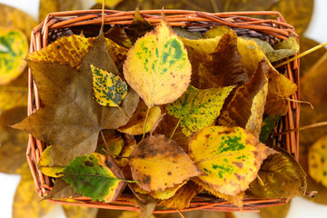 Wall Mural - Straw basket with yellow and brown autumn leaves still life