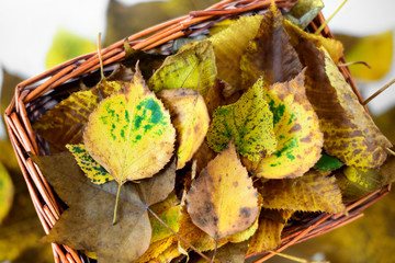 Wall Mural - Straw basket with yellow and brown autumn leaves still life