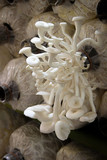 Fototapeta Tulipany - Oyster Mushrooms in the farm