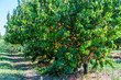 Abricotiers chargés de fruits mûrs.