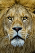 Portrait of an African lion 