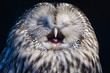 Ural owl yawning