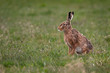 Hare sitting in a field