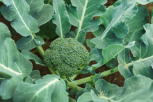 Young Broccoli Plant