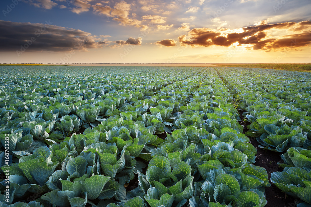 Rows of ripe cabbage under the evening sky. - obrazy, fototapety, plakaty 
