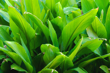 Wall Mural - fresh tropical green leaf background