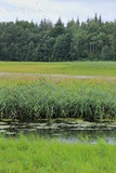 Fototapeta Na ścianę - Extensively used meadows beneath the stream Ryck near Heilgeisthof, Mecklenburg-Vorpommern, Germany