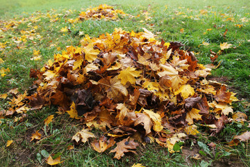 Pile of fallen leaves in autumn park. Fall background