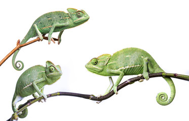Wall Mural - chameleons - Chamaeleo calyptratus on a branch isolated on white