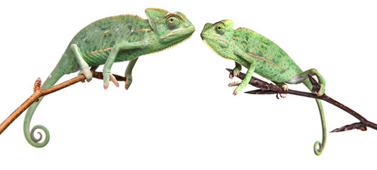 Wall Mural - chameleons - Chamaeleo calyptratus on a branch isolated on white