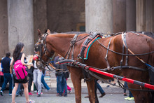Horse Carriage In Rome