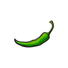 Single Fresh Whole Ripe Green Chili Pepper, Sketch Style Vector Illustration On White Background. Realistic Hand Drawing Of Whole Ripe Green Chili Pepper, Sketch Style Illustration