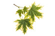 Maple leaves (Acer platanoides Drummondii) on a white background