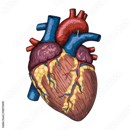 Human Heart Hand Drawn Anatomical Sketch Medicine Vector
