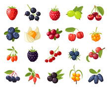 Set Branches Berries And Leaves: Cherry, Rose, Strawberry, Acai, Raspberry, Juniper, Cranberry, Cloudberry, Blueberries, Goji, Acerola, Blackberries, Currants, Honeysuckle. Vector Flat Icon Isolated