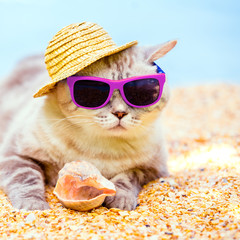 Cat wearing sunglasses and sun hat relaxing on the beach